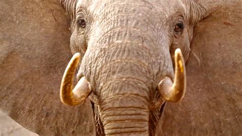 The Ivory Game: Trailer 1 .